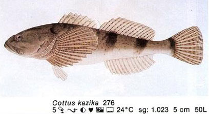 Cottus kazika